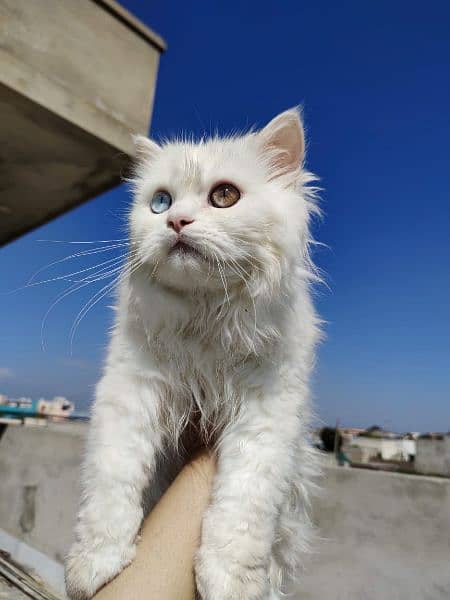 Cat | Kitten | Cat pair | Persian kitten | Triple coat Cat 3
