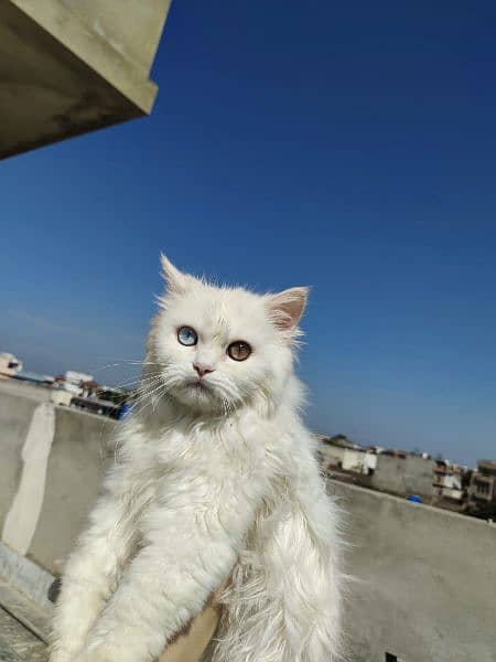 Cat | Kitten | Cat pair | Persian kitten | Triple coat Cat 4