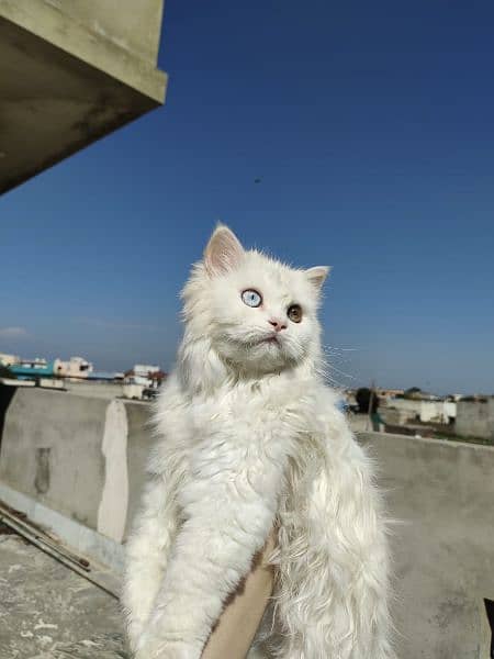 Cat | Kitten | Cat pair | Persian kitten | Triple coat Cat 5