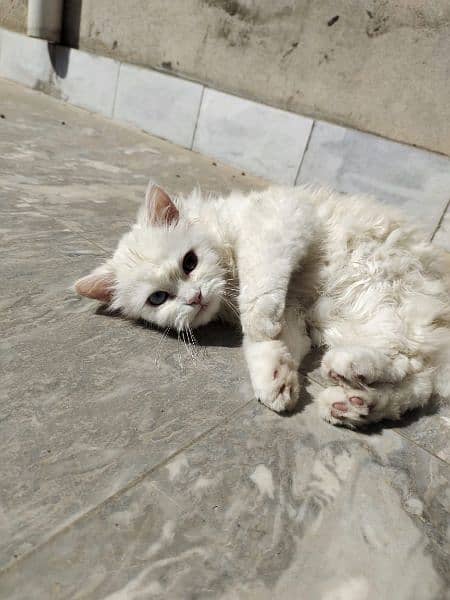 Cat | Kitten | Cat pair | Persian kitten | Triple coat Cat 6