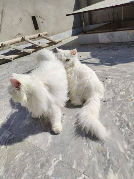 Cat | Kitten | Cat pair | Persian kitten | Triple coat Cat 7