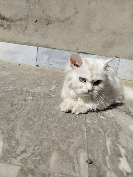 Cat | Kitten | Cat pair | Persian kitten | Triple coat Cat 8