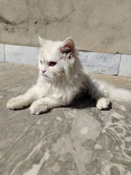 Cat | Kitten | Cat pair | Persian kitten | Triple coat Cat 9