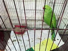 green parrot urgent sale