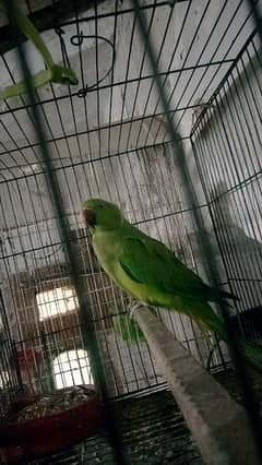 ringneck parrot for sale