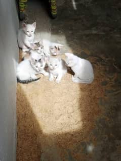 Rs 1000 for a pair of kittens