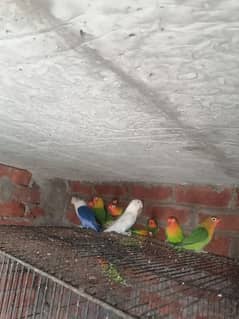 lovebird pathay helthy active home breed 1100 pr pice age 4 month