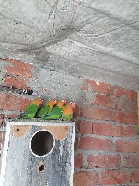 lovebird pathay helthy active home breed 1100 pr pice age 4 month 3