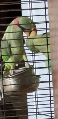 raw parrot breed pair available 03245450769 what sup only