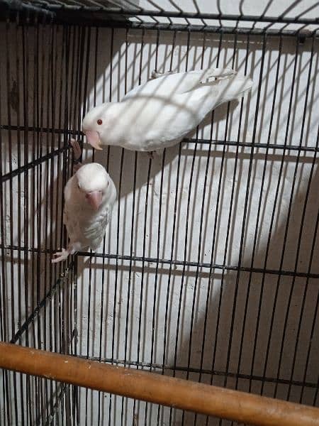 albino red eye breeder pair with furtile eggs and box 0