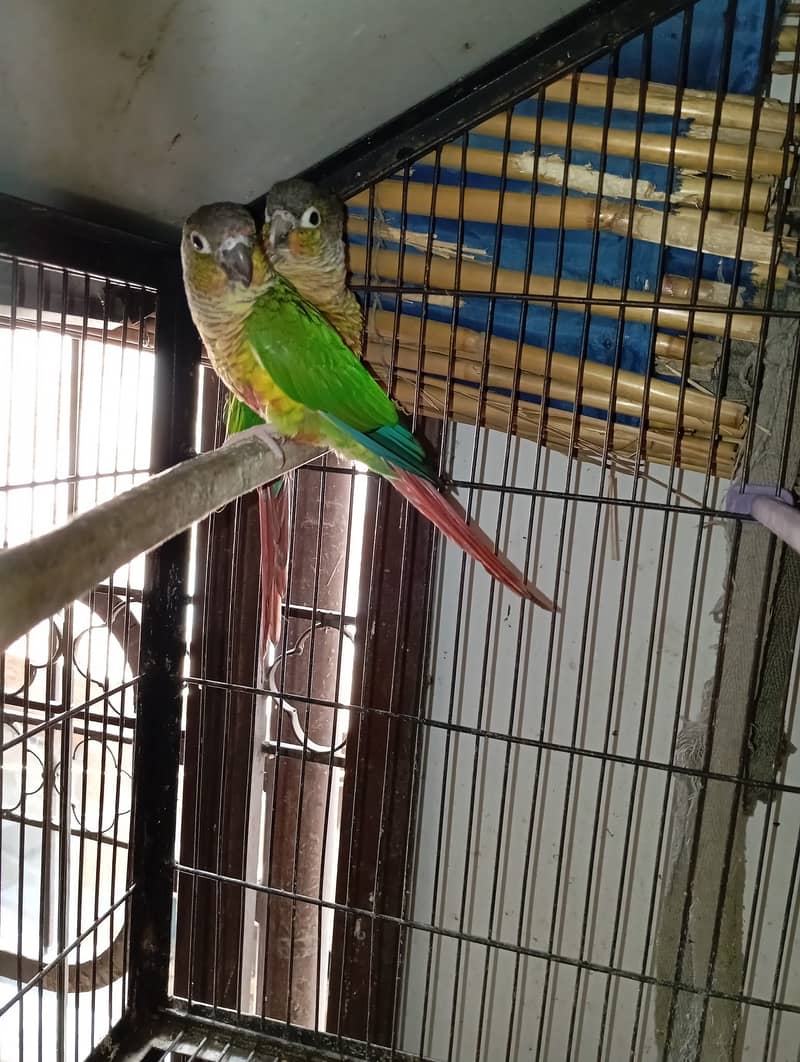 GREEN CHEEK CONURE YELLOWSIDED RED FACTOR CONFIRM PAIR 0