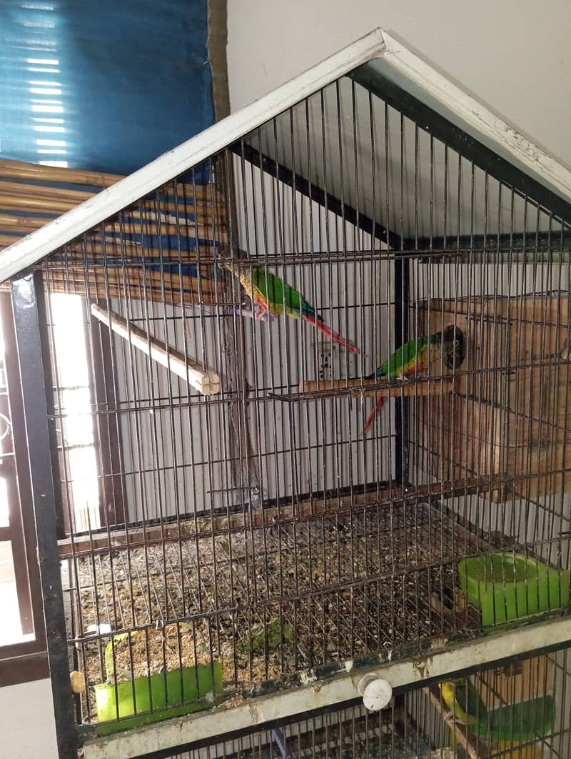 GREEN CHEEK CONURE YELLOWSIDED RED FACTOR CONFIRM PAIR 1