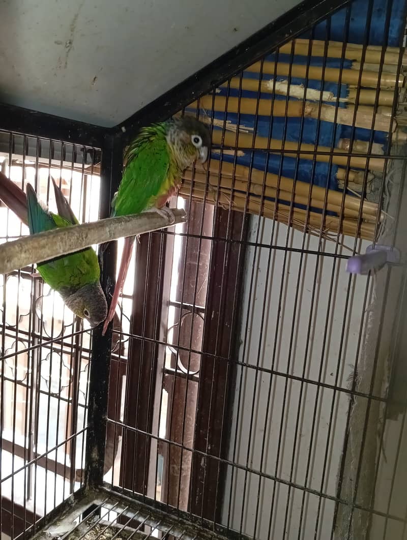 GREEN CHEEK CONURE YELLOWSIDED RED FACTOR CONFIRM PAIR 2