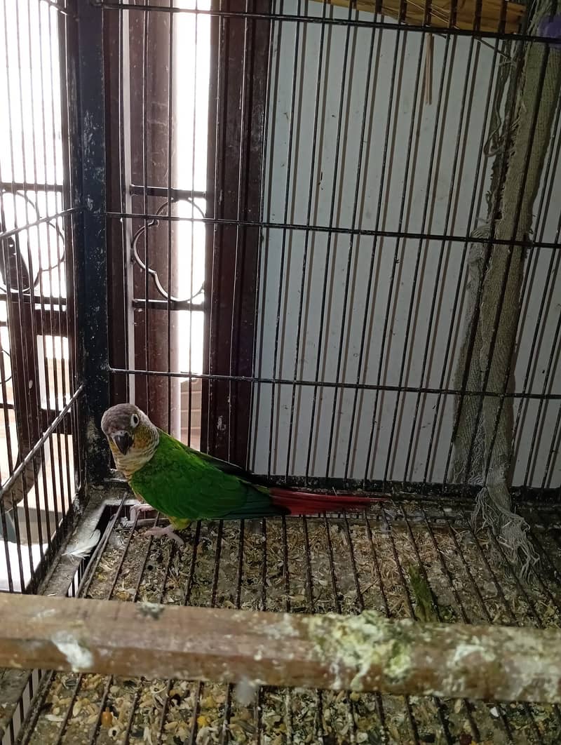 GREEN CHEEK CONURE YELLOWSIDED RED FACTOR CONFIRM PAIR 3