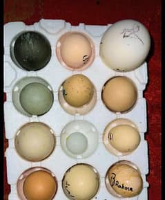 duck eggs available hens also 03245450769 what sup 0