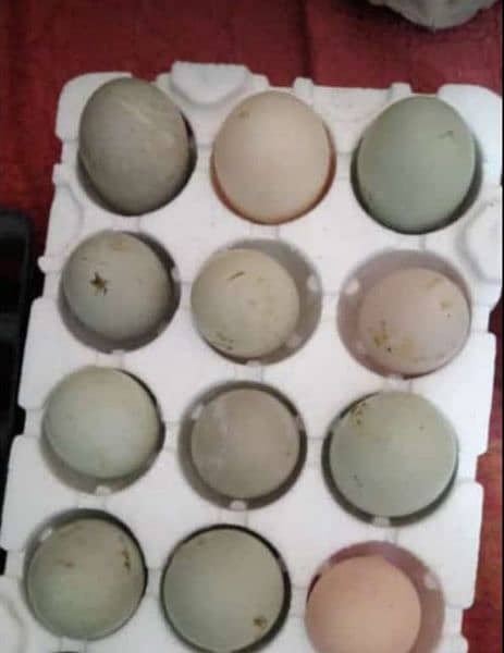 duck eggs available hens also 03245450769 what sup 1