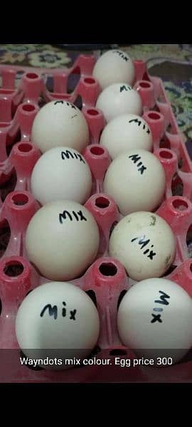 duck eggs available hens also 03245450769 what sup 2