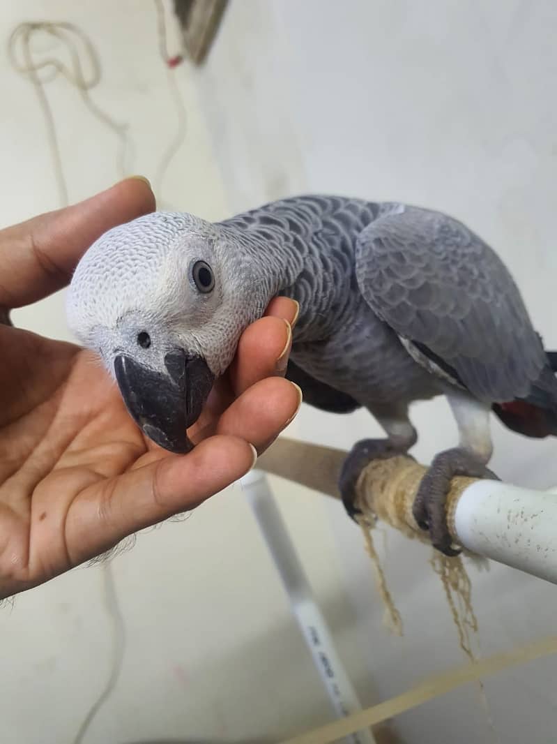 Gray parrot chick 0