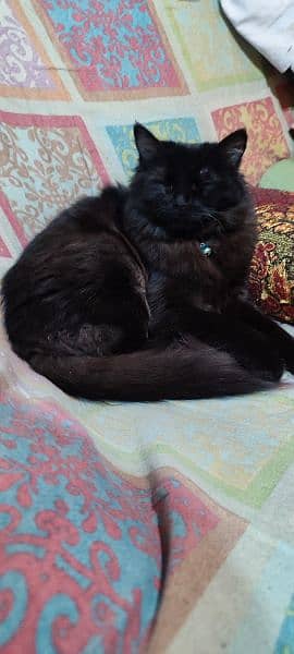 Semi Punch Jet Black Female Persian Cat 4
