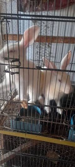 white red eyes rabbit for sale