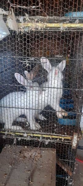 white red eyes rabbit for sale 1