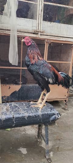 Thai Cross Rooster