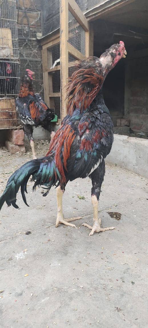 Thai Cross Rooster 1