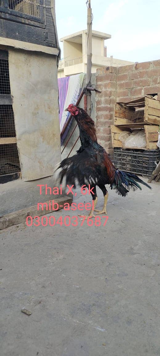 Thai Cross Rooster 2