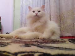 full white Persian cat Male,