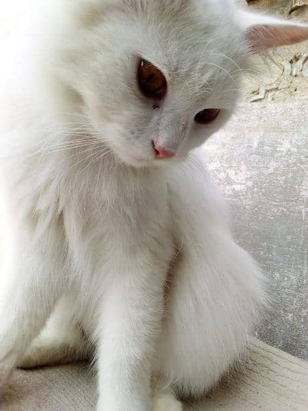 full white Persian cat Male, 1