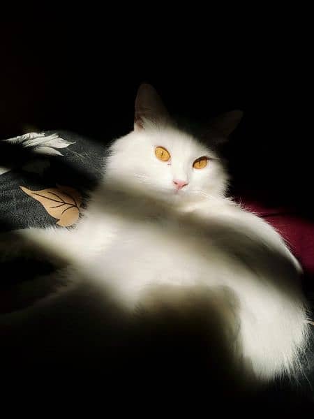 full white Persian cat Male, 2