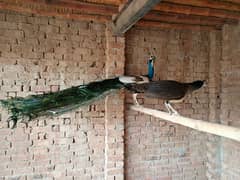 peacock pair for sale