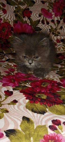 persian cats Persian cat 2