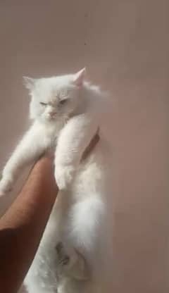Persian Cat (For Sale) 0