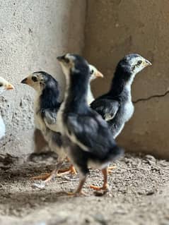 pure black o shamu chicks available for sale fully vaccinated 0