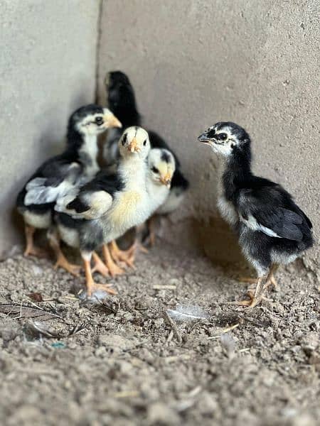 pure black o shamu chicks available for sale fully vaccinated 1
