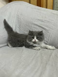 Persian Kittens for sale triple coated Punch Face