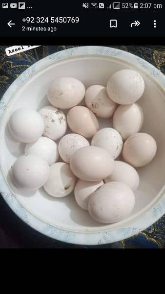 fresh eggs 03245450769 fertile eggs han duck fancy and simple bi 1