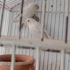 Albino / love birds / Non DNA / parrot / parot