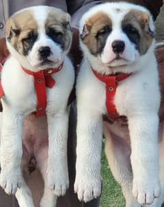 afghan kuchi pair for sale top security dog