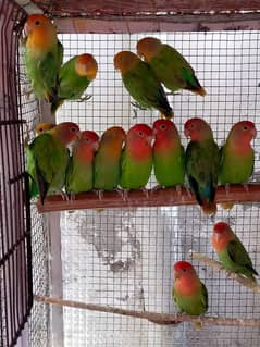 Green fishar /Love birds for sale