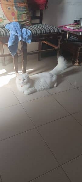Pure Persian Doll Face Female Cat For Sale 4