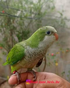 Hand tame Monk parakeet / sun conure parrot /friendly birds / cocktail
