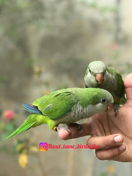 Hand tame Monk parakeet / sun conure parrot /friendly birds / cocktail 1