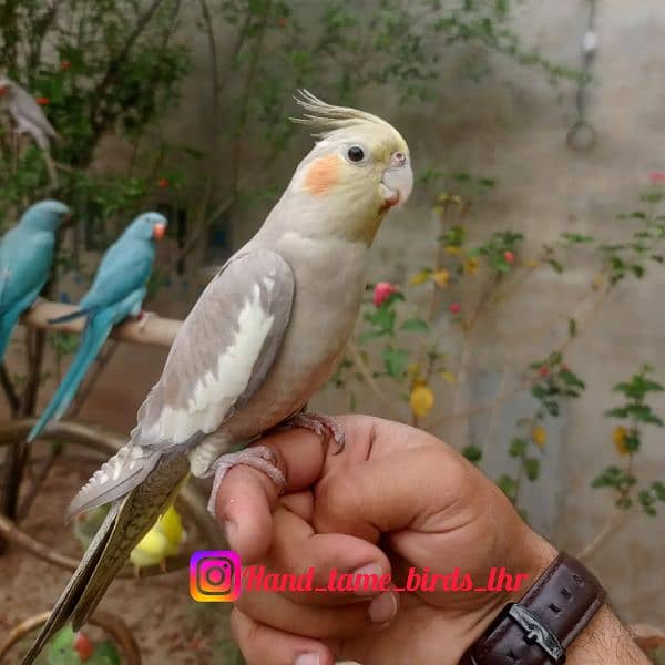 Hand tame Monk parakeet / sun conure parrot /friendly birds / cocktail 2