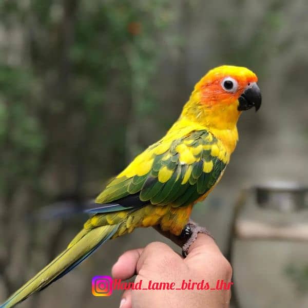 Hand tame Monk parakeet / sun conure parrot /friendly birds / cocktail 3