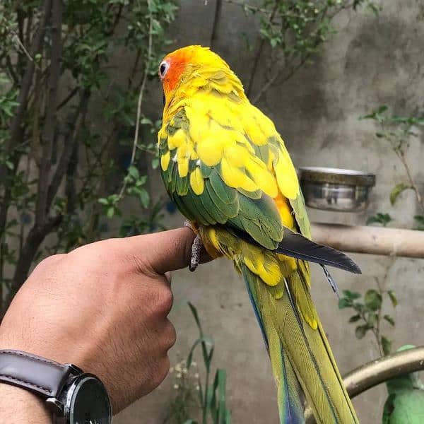 Hand tame Monk parakeet / sun conure parrot /friendly birds / cocktail 4
