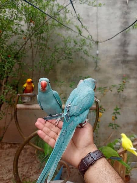 Hand tame Monk parakeet / sun conure parrot /friendly birds / cocktail 5