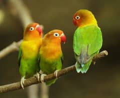 LOVE birds uvians full healthy and active
