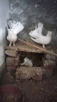 pure white breeder lakka pair